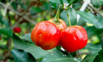 Tegyen egészségéért az acerola kapszulával!